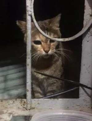 一只流浪小狸猫，它找了一天的食物，却没有找到，它实在是饿得走不动了，天也晚了，它