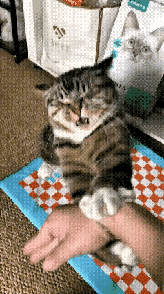 我家里狸花猫是一个犟种猫，打架从来没输过，小区的猫猫狗狗被揍了一个遍，让我赔了不