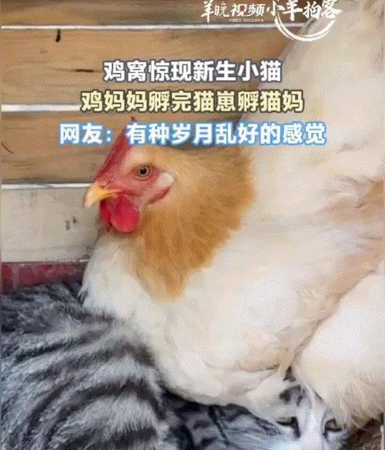 “母爱都快溢出屏幕了”！河北保定，一猫咪在鸡窝里下了一窝小猫崽，可猫妈一喂完崽就