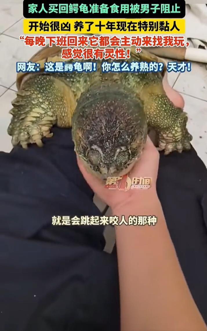 这下科学都解释不清了！广东佛山，家人买了一个鳄龟准备食用，男子不忍，看到后就拦下