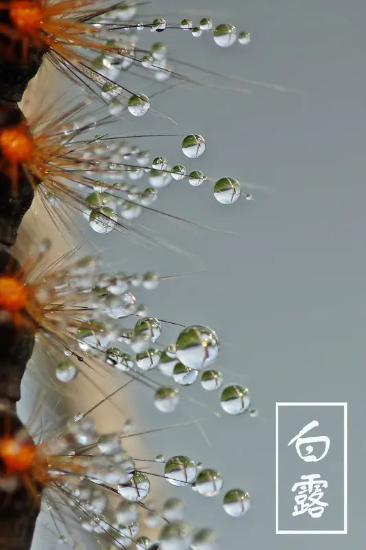 白露🌾二十四节气第15个，秋季第三个节气，公历9月7‑9日交节，太阳黄经165°￼￼￼。含义：阴气