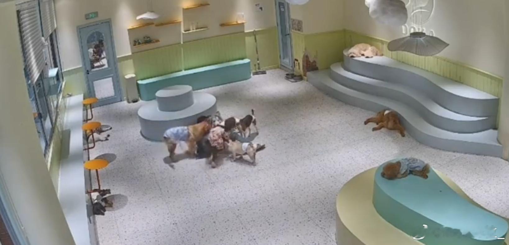 当狗咖最后一个顾客走后小狗也营业了一整天很辛苦，可是它们依然能继续给人类提供情