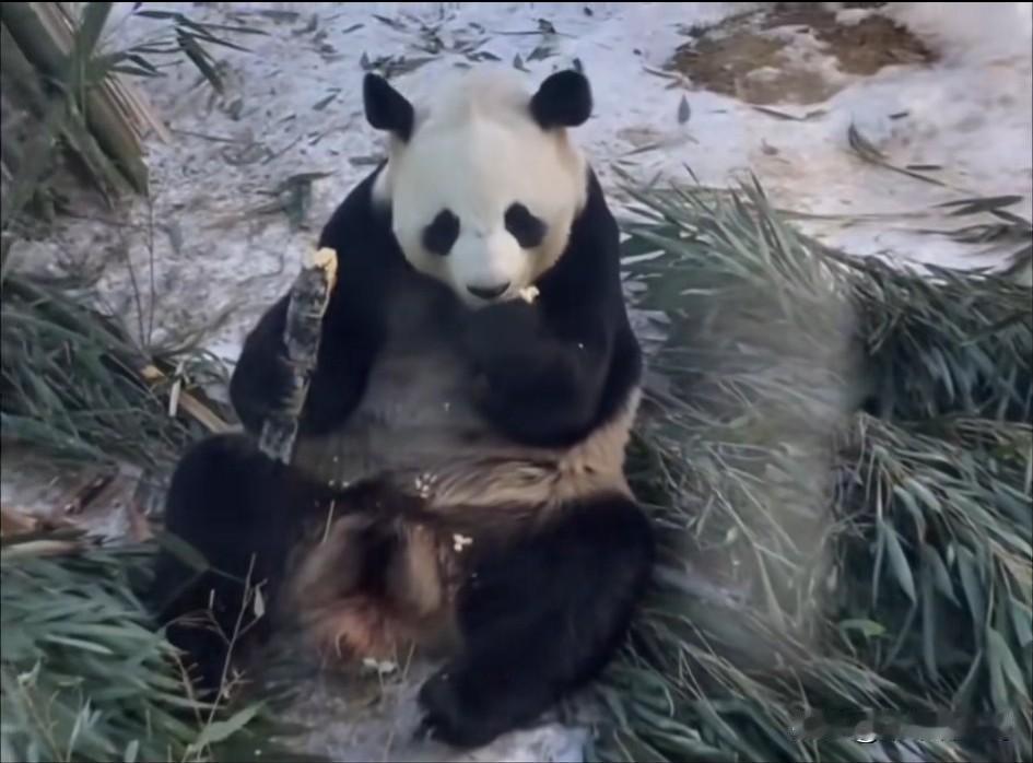 大熊猫吃甘蔗吗？大熊猫可以偶尔少量吃甘蔗。甘蔗含糖量高，不适合作为常规食物，长