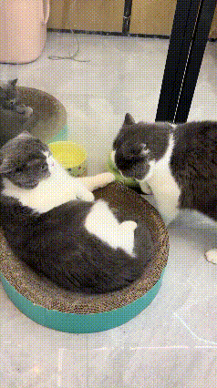 哈哈，猫咪的地盘争夺战现场！🥳本来一只猫舒舒服服占着猫抓板窝，另一只过来抢，