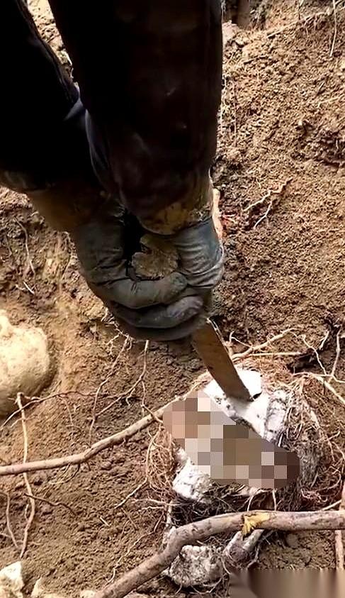 600年前的一颗头骨，脑门上，插着一把剑。就这么直愣愣地从土里被扒拉出来。我