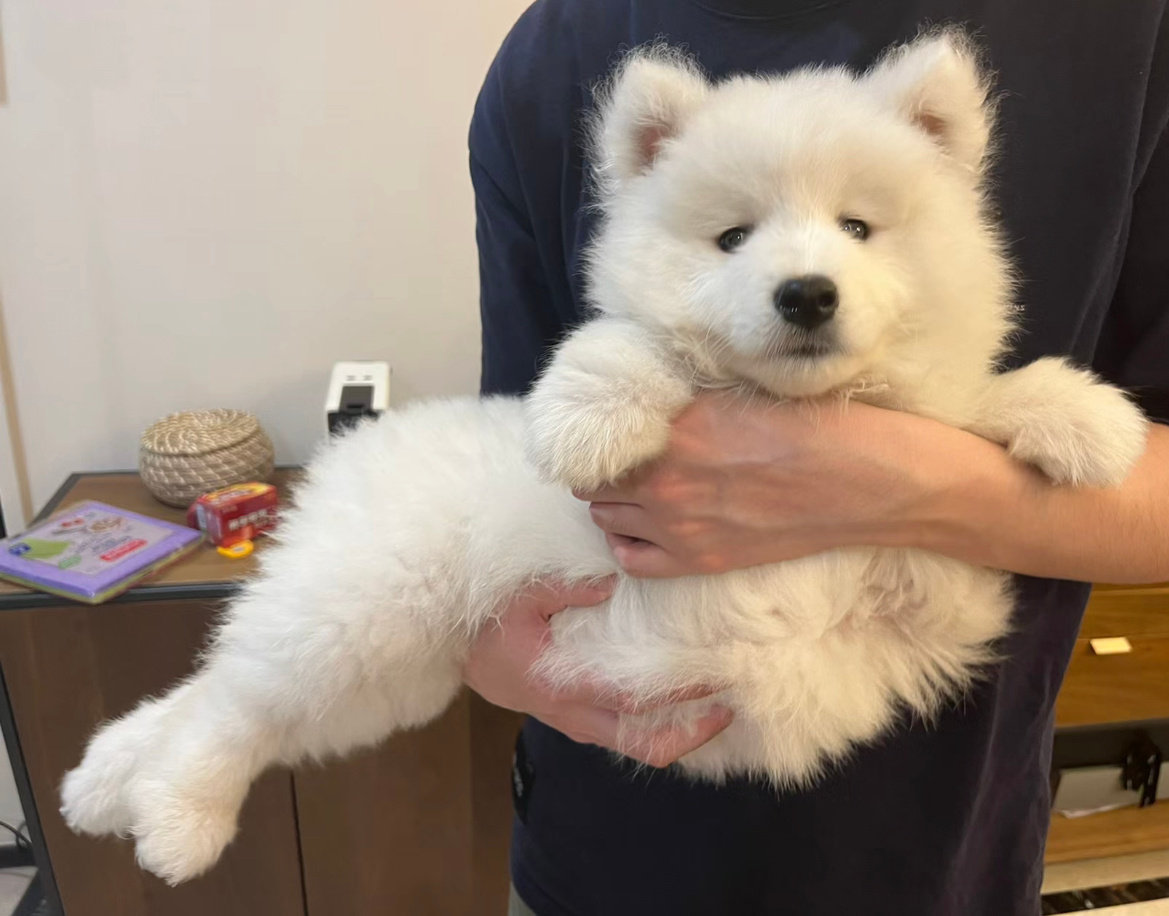 你好，这是今天的侍寝小狗：小美狗耶​​​