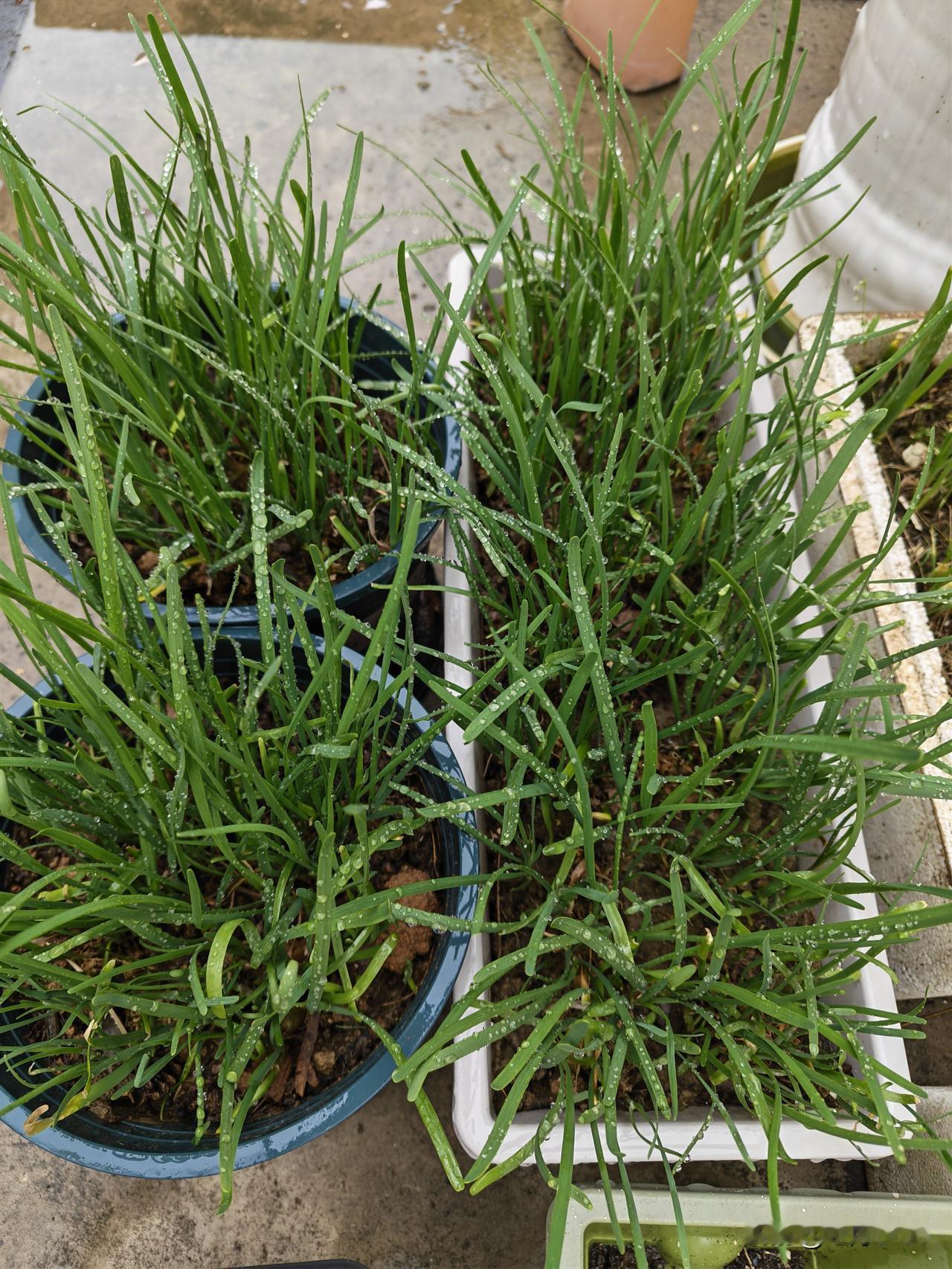 拼多多上买的韭菜根，三月份买的，刚到家时，焉不拉几的，差点就想扔掉了。后来耐