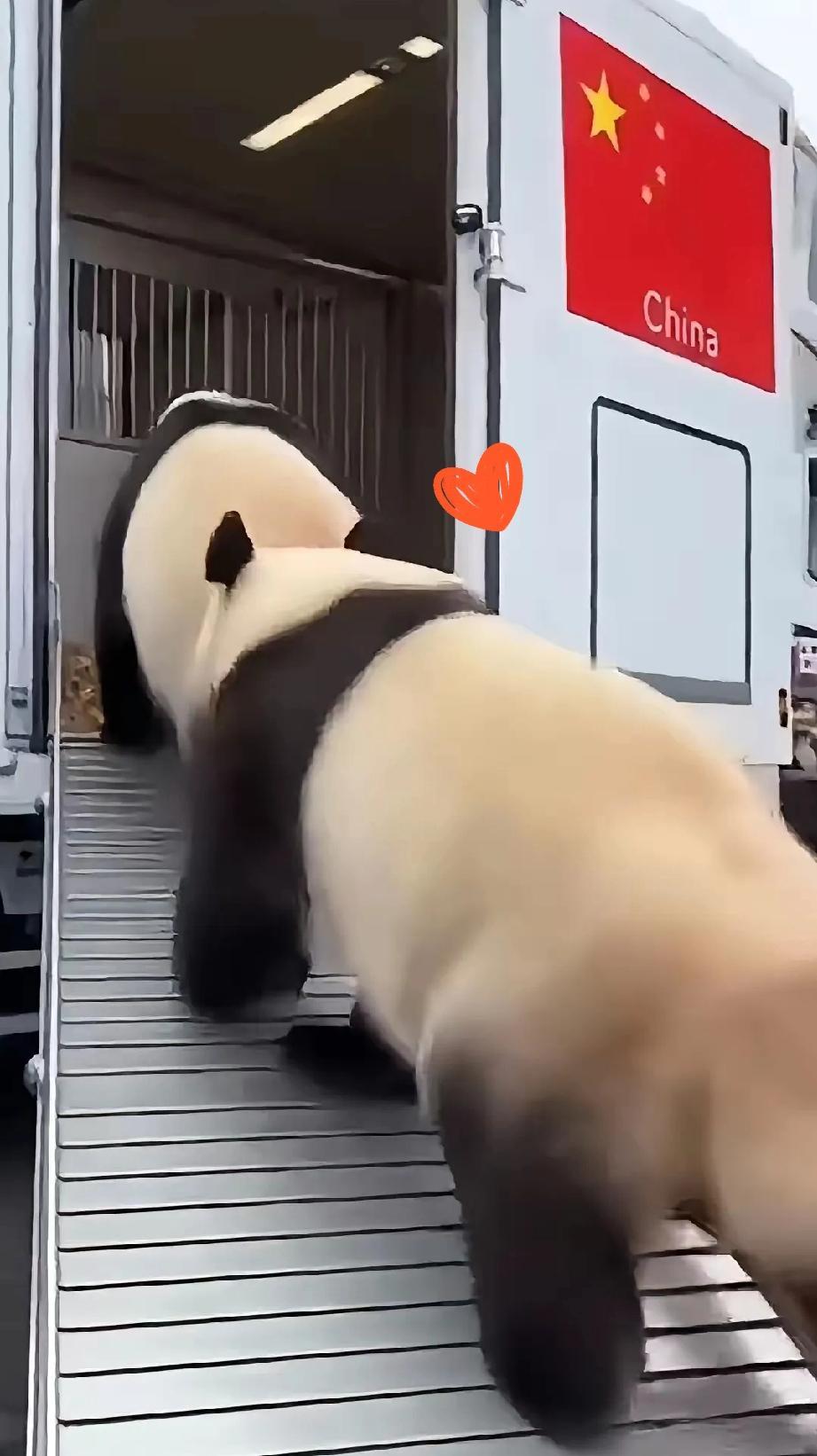 1月27日，旅日大熊猫启程回国，当贴有五星红旗的集装箱车停在上野动物园门口的时候