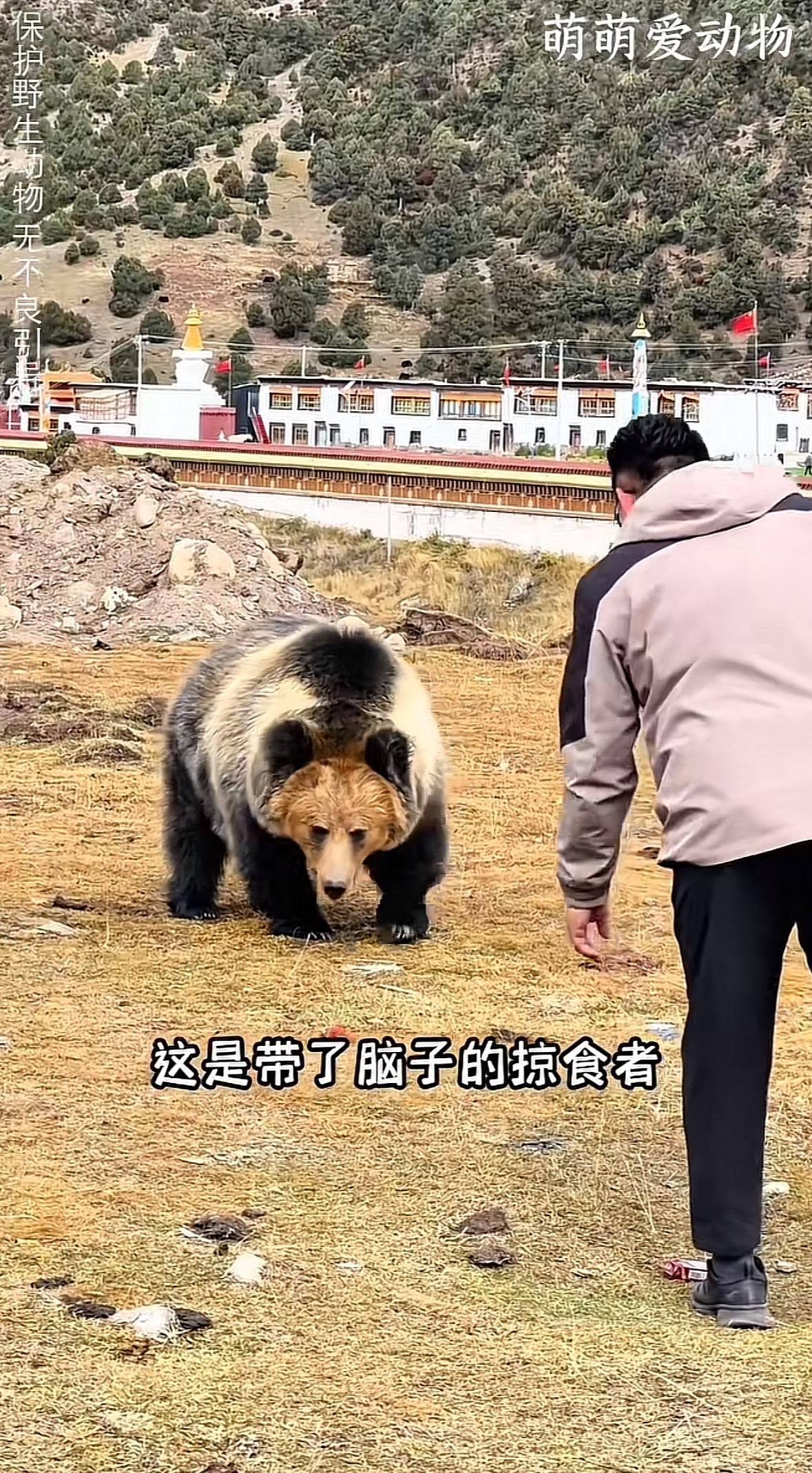 你知道吗，西藏有一种非常聪明的熊叫“藏马熊”，最近它是“红”遍全网，据悉他会像人