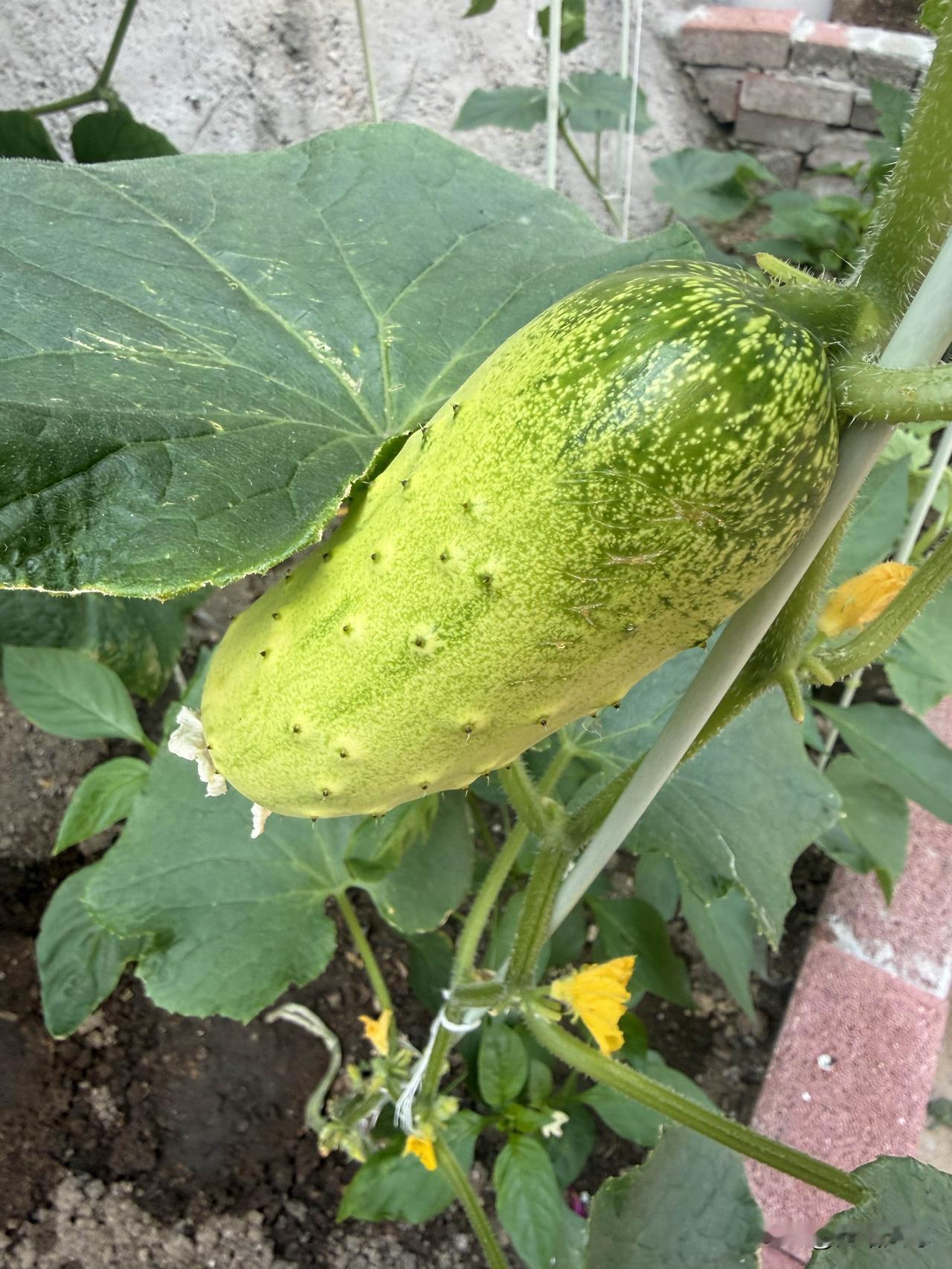 今日生活小确幸我昨天上午还是继续留在家里种菜，现在是忙种时节所以我也很忙的，扦杆
