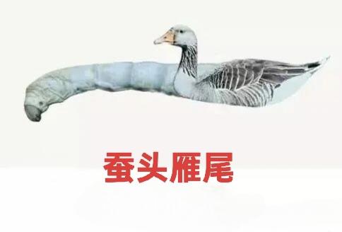 最近练习书法，跟老师学习隶书体，总听老师说写横笔的时候要求是“蚕头雁尾”，但领会