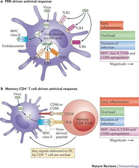 CD4+T细胞在病毒免疫中的作用