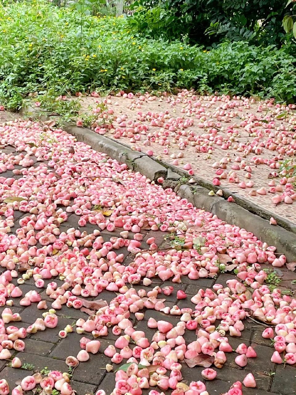 在广东节目不吃的水果