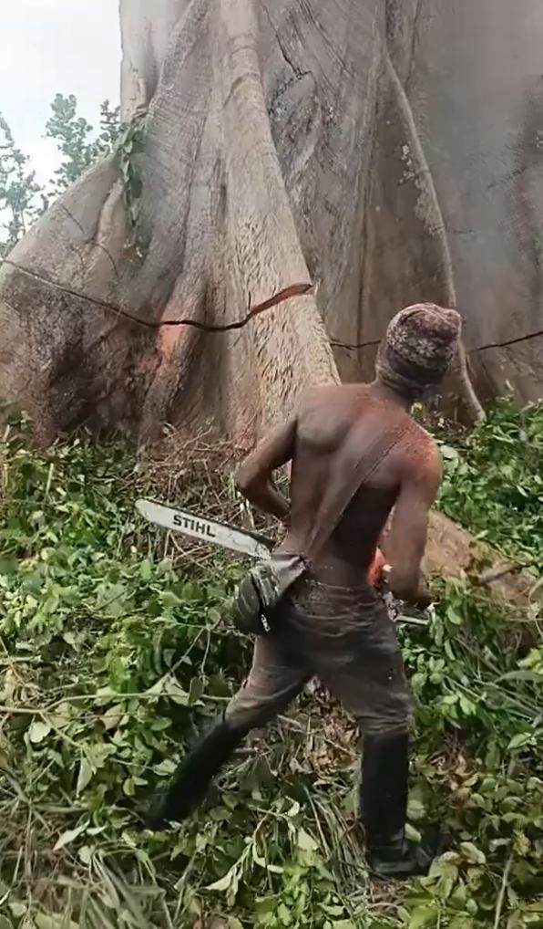 非洲一名男子他砍伐了一棵据称树龄超1000年的巨大木棉树，用于建造房屋。据称这