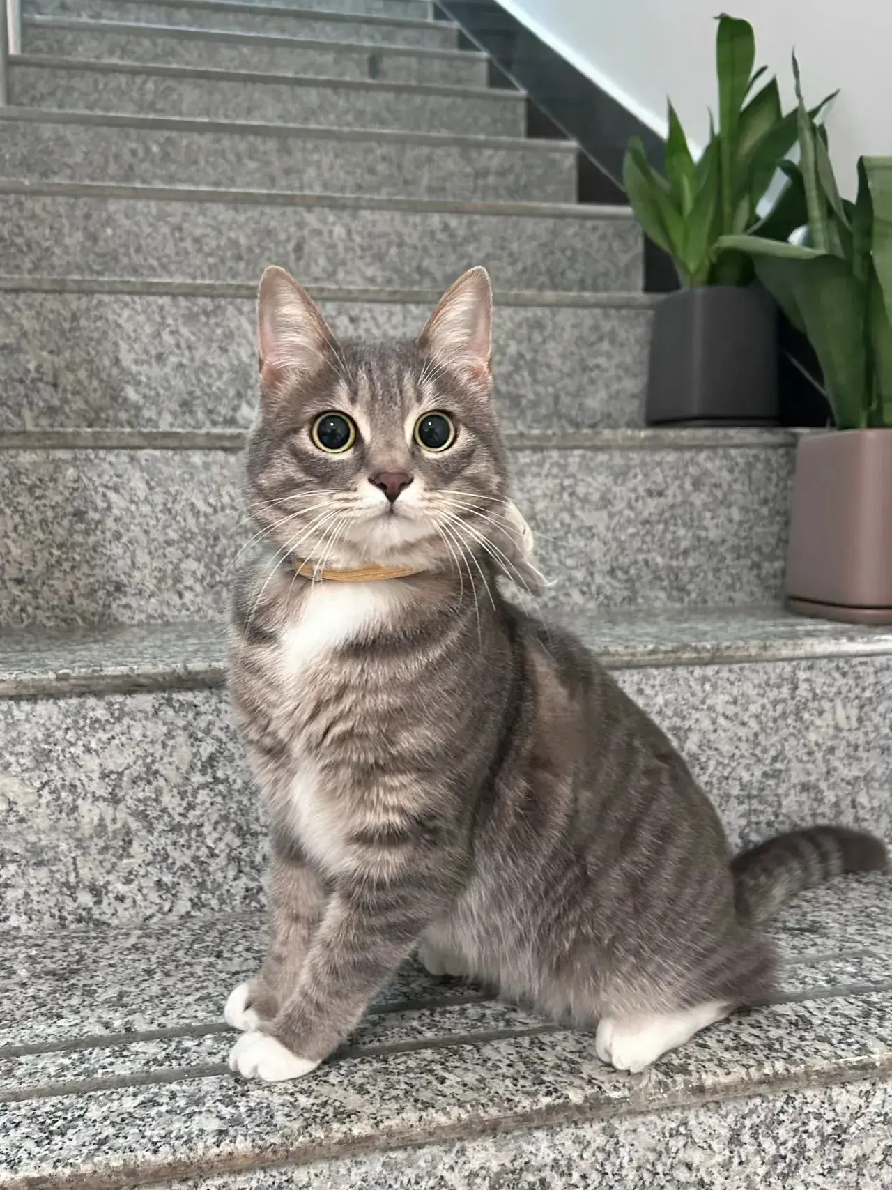 它小时候可不是这样的怎么长大就变样了呢也不是我的梦中情猫怎么越看越像一只老鼠呢