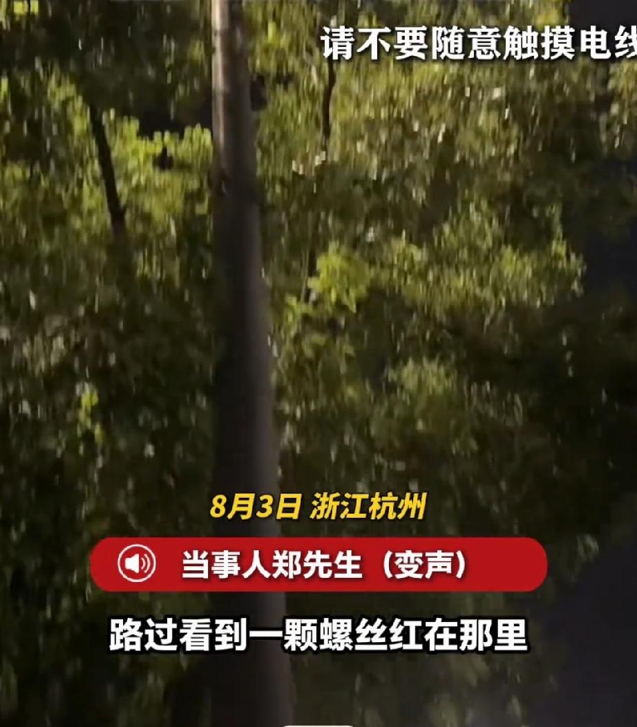 8月3月晚上，浙江杭州。郑先生骑车路过一盏路灯，发现路灯杆上有个小亮点，以为是小