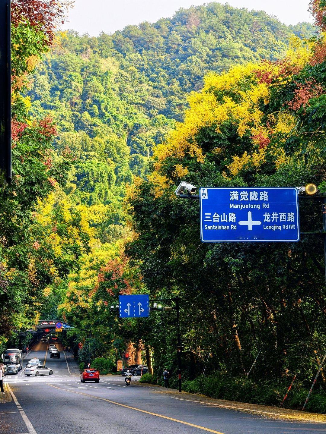 这个路口现在的景色自带秋的意境。​​​