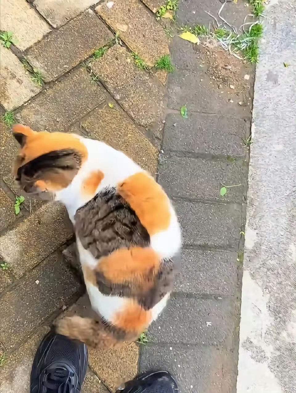 麻烦帮忙给猫取个名字？​​​​