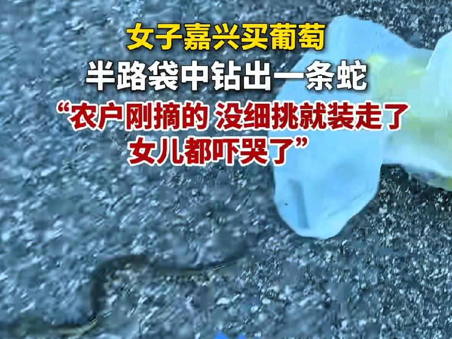 近日浙江嘉兴，一女子在摊位上买了2斤葡萄，回家走路到一半时，突然，袋子里蹿出来一