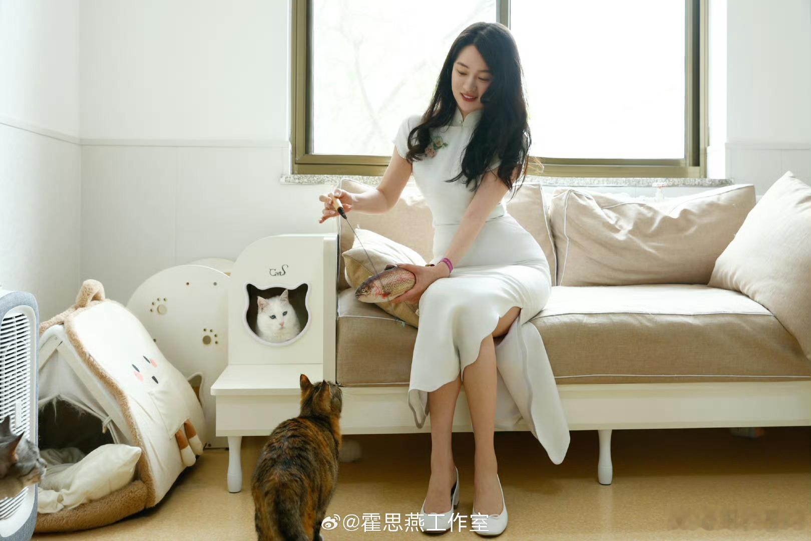 霍思燕的小狗又夺冠啦，才发现姐姐每次穿得都是不同的旗袍，宣传传统文化很棒啊