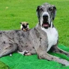 小的时候，家家户户都养狗，那时候各家各户都穷，但那狗养得可真好，又高又壮，大的如