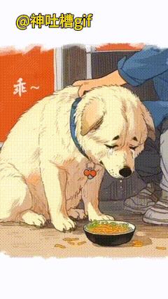 委屈的狗狗：半夜独自看店，看到路人，委屈的像孩子一样哭泣，主人连夜跑过来给狗狗做