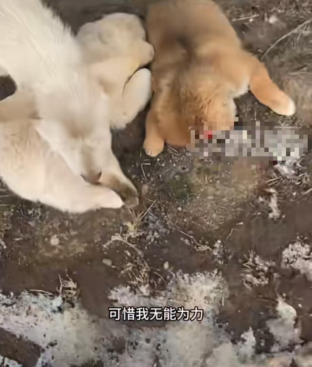 看哭了！小狗崽被车撞死，狗妈妈以哀求的眼神看着过路男子，希望男子能救它的孩子，男