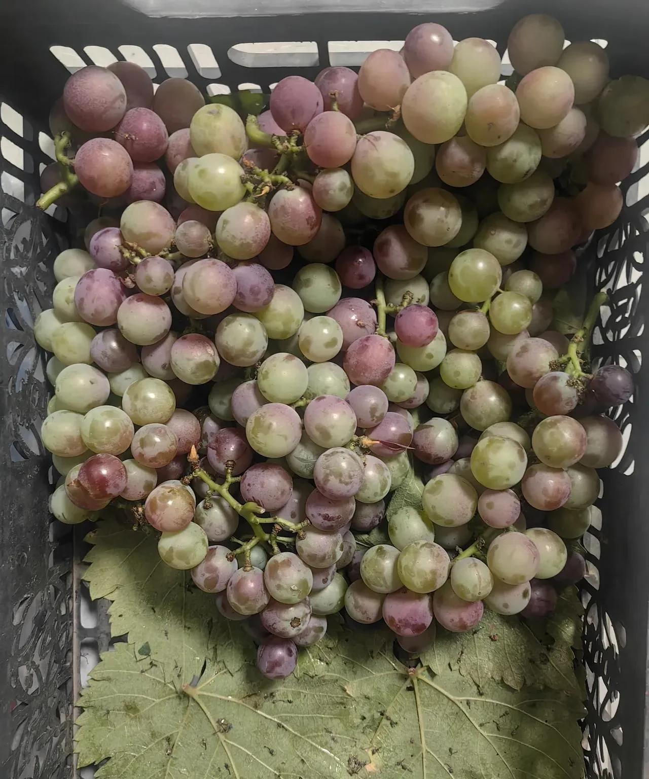 这种葡萄真的好吃！起码得有30多年的老品种葡萄了吧，记得小时候吃的都是这样稀稀拉