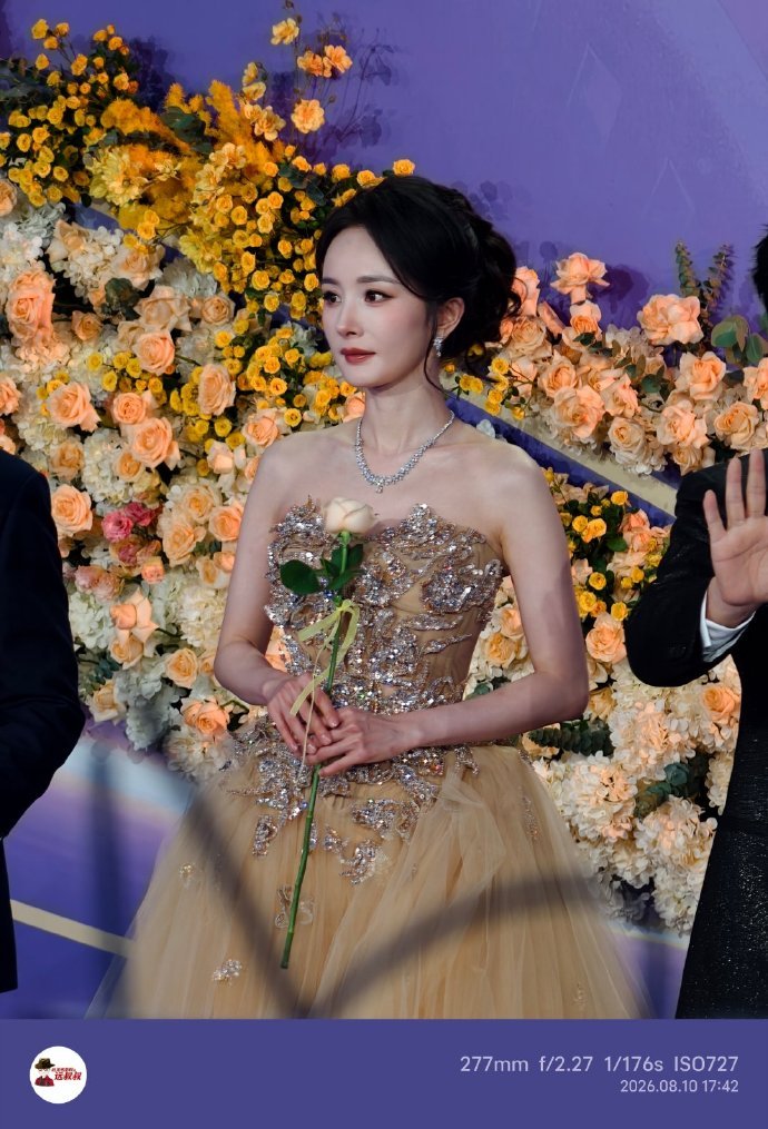 花墙前的杨幂杨幂手拿玫瑰走红毯杨幂手拿玫瑰走红毯，花墙前的杨幂，谁懂人比花娇具