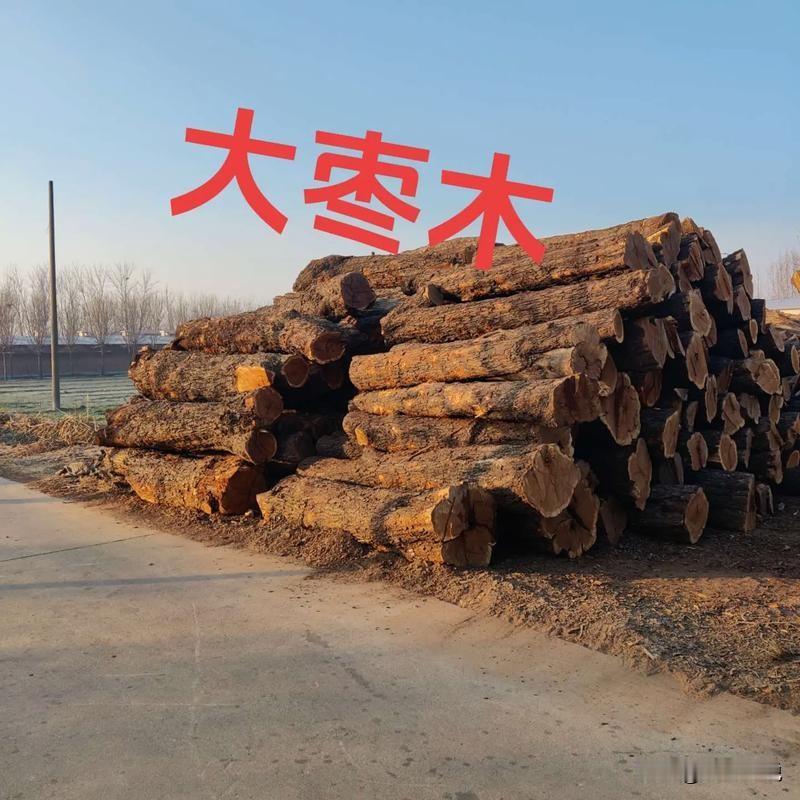 枣木为啥不能当柴烧？护林员曝真相：不是嫌弃，是这木头“太倔强”！家人们，在