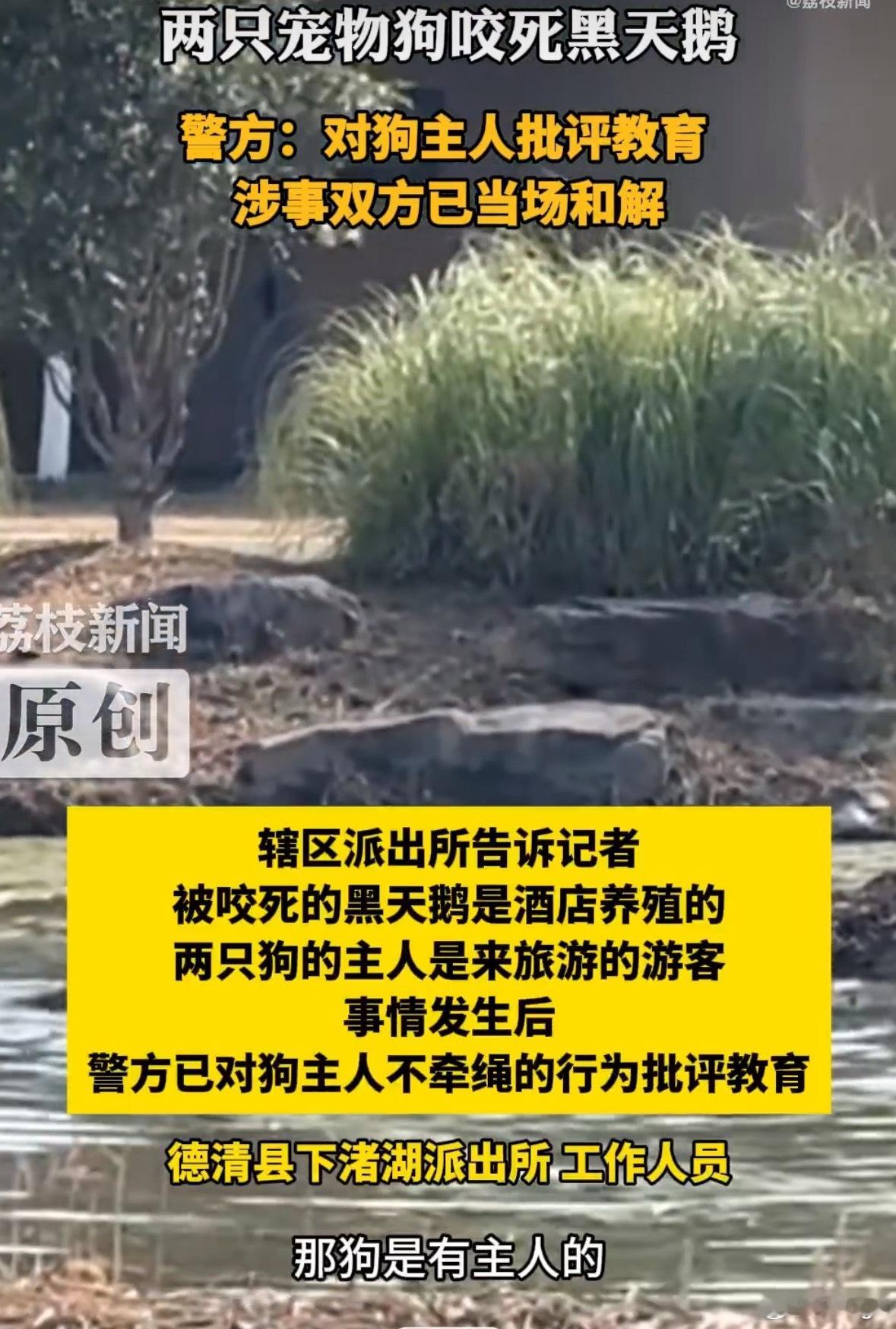 两宠物狗未牵绳咬死酒店黑天鹅批评教育的，都散了吧