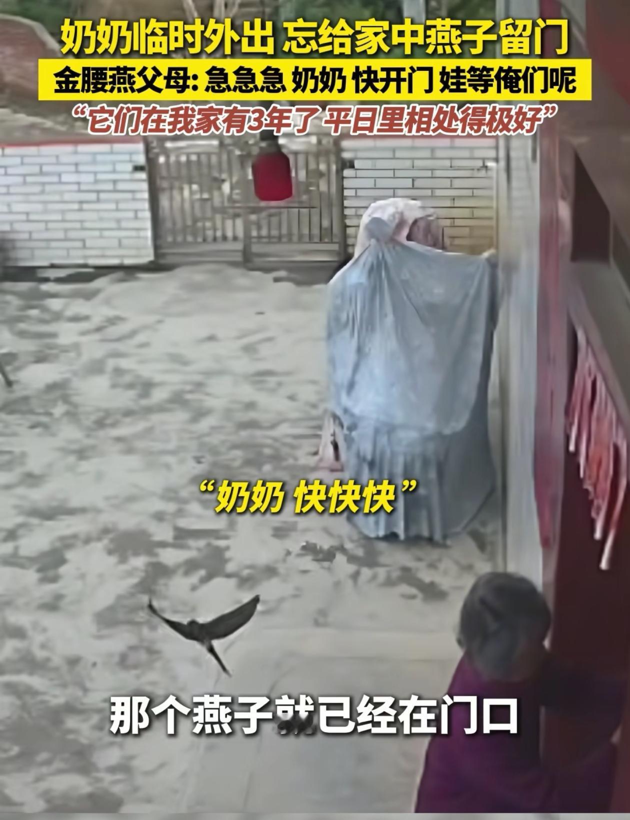 “万物皆有灵！”广东，奶奶出门忘了给在家里安窝的燕子留门，等奶奶回来的时候，两只