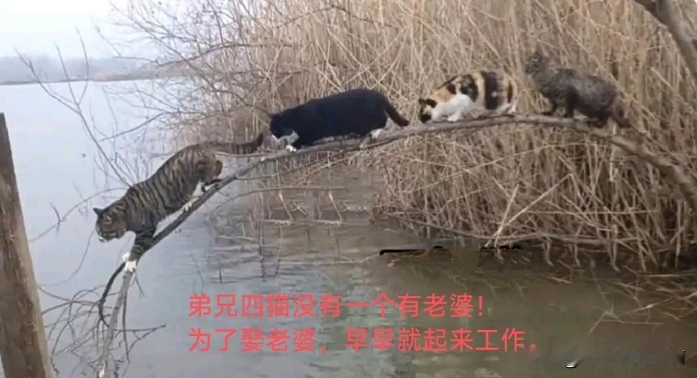 以前的一些农村光棍猫，家里穷娶不上老婆，都是花钱找拐子去买老婆。那个时候，只要花