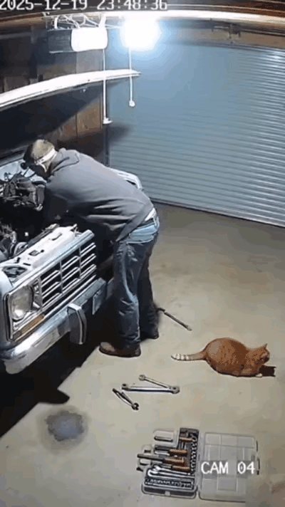 哎嘛呀！这只猫绝对是救命恩猫啊😱！汽修店老板低头专心修车，根本没察觉到危
