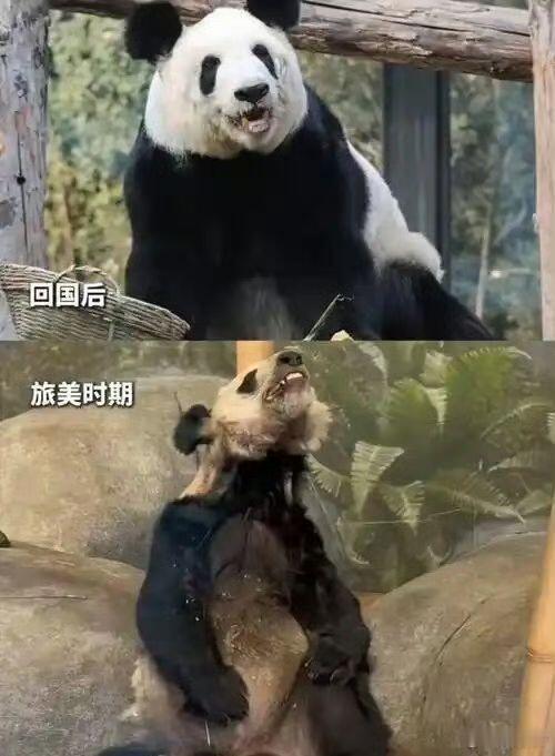 丫丫回国两年判若两熊不愧是爬圣。在他看来，「骨瘦嶙峋」的丫丫没问题，「珠圆玉润」