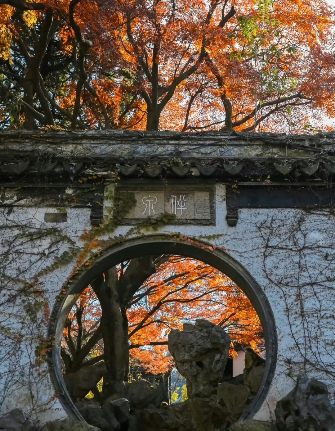 “一念江南秋梦长…”​​​​