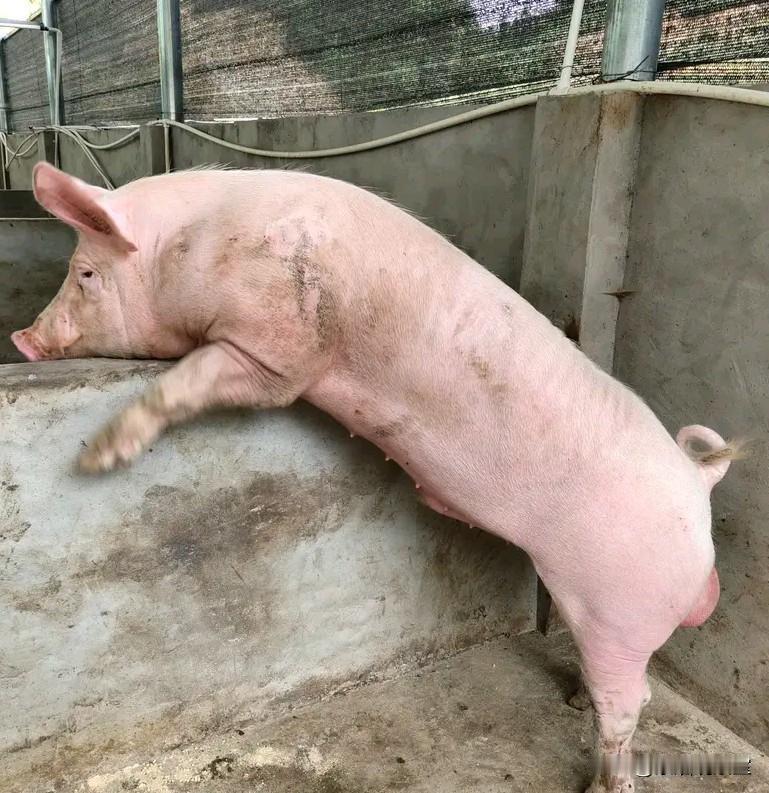 为什么现在的猪肉不香了？答案很现实不知道大家有没有同感，现在的猪肉怎么做都