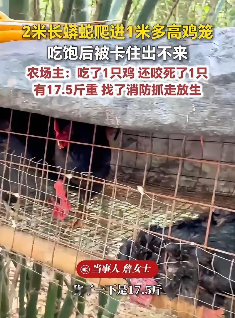 太可怕了！福建，一女子在上山搞养殖，早上来喂鸡时，一到地方就发现地上躺着一只鸡，