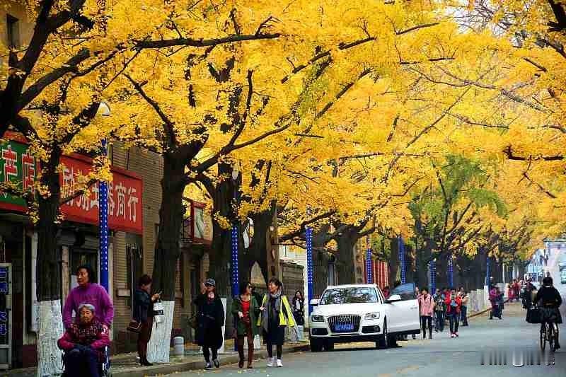 上周刚自驾走了丹东的沿江公路，现在想起那片秋景还觉得晃眼。从宽甸往绿江村开的6