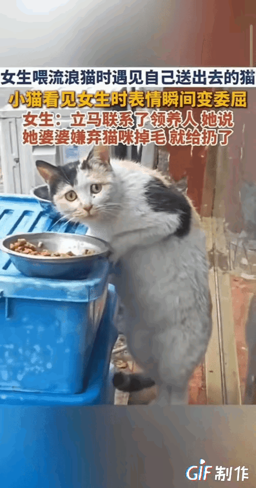 真的看破防了！女子日常投喂流浪猫，意外撞见一张无比熟悉的小脸，四目相对的瞬间，满