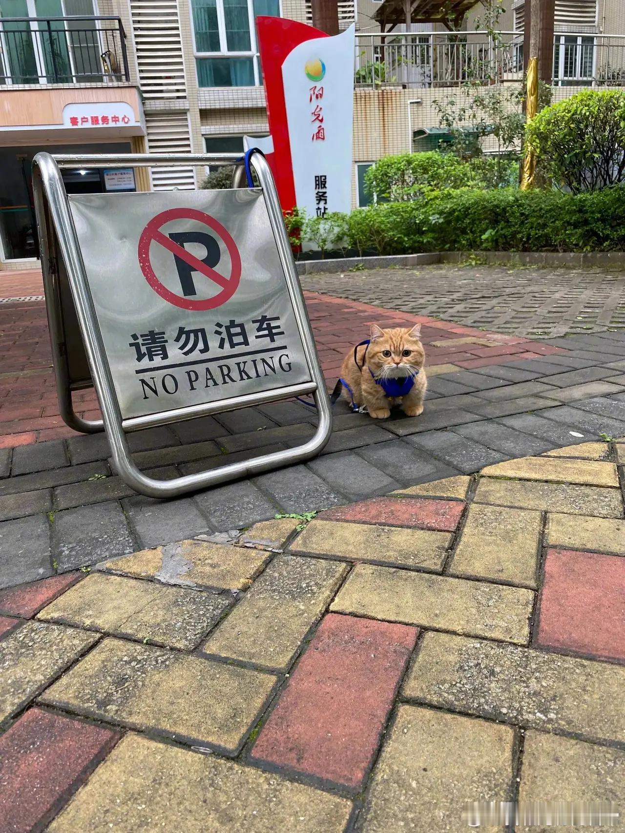 让你别停别停你非不听。猫猫保安第一天上班提醒您已进入监控范围。