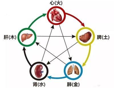 老中医诀窍：虚则补其母，看病求于本，受用一生！ 之前遇到一位朋友咳嗽气喘了十