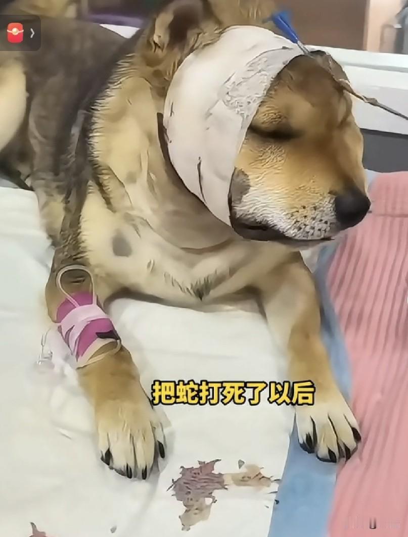 一条毒蛇爬向女主人，虽然狗子很怕，但还是义无反顾的扑上去叨住毒蛇，将蛇叨走。最
