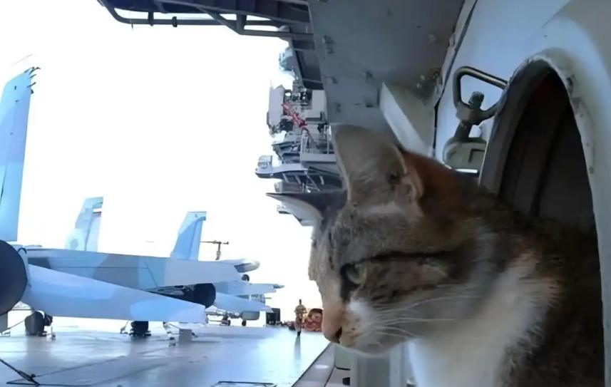 航母上为什么要养猫？是为了抓老鼠？那你就错了，现在航母上的猫可不是为了抓老鼠，而