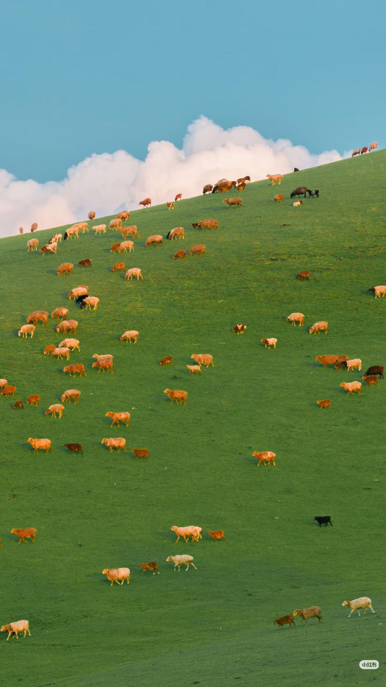 新疆的春天是万万次的春和景明新疆的春天，是漫山遍野的浪漫，是辽阔与温柔的赴约