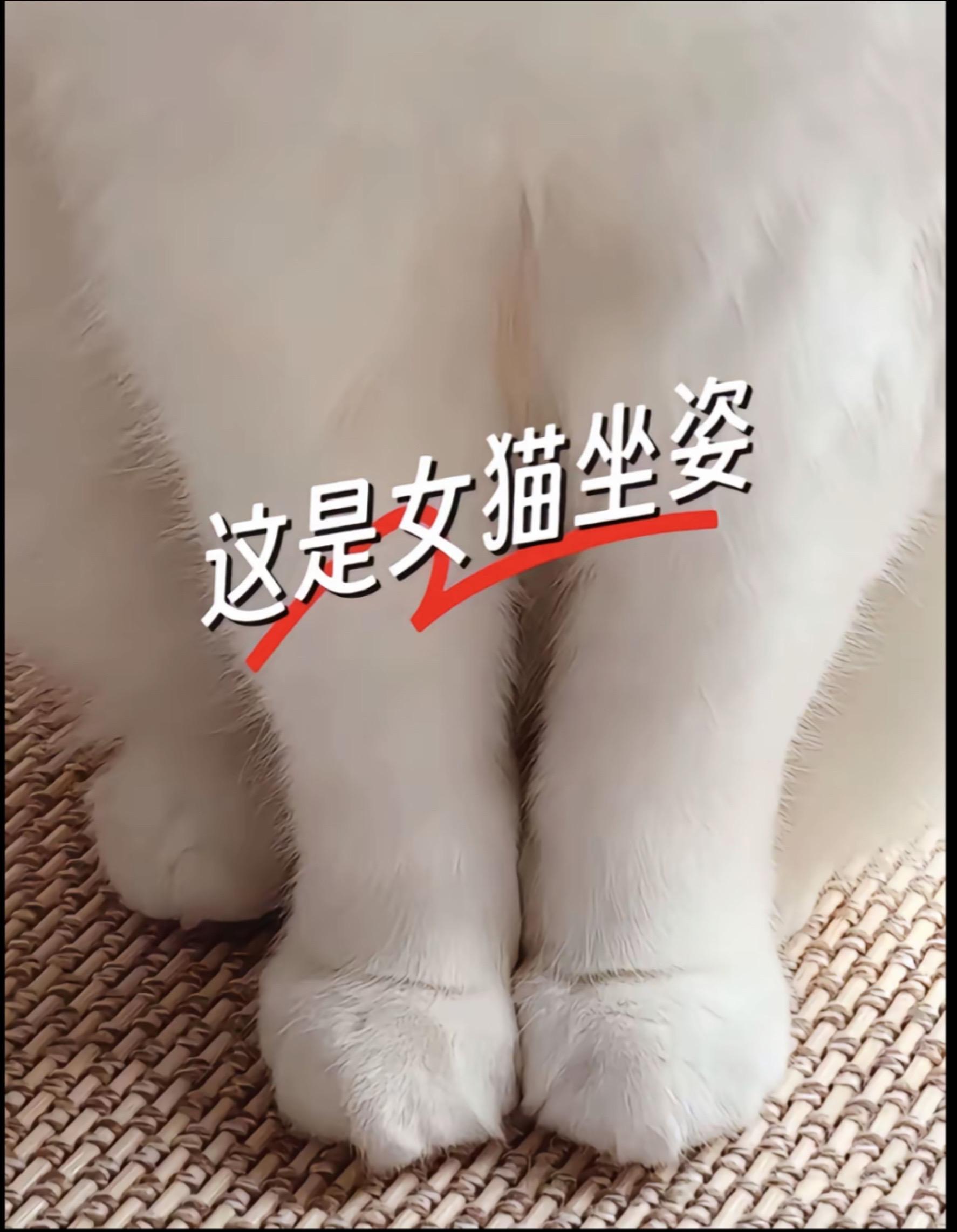 小猫坐姿