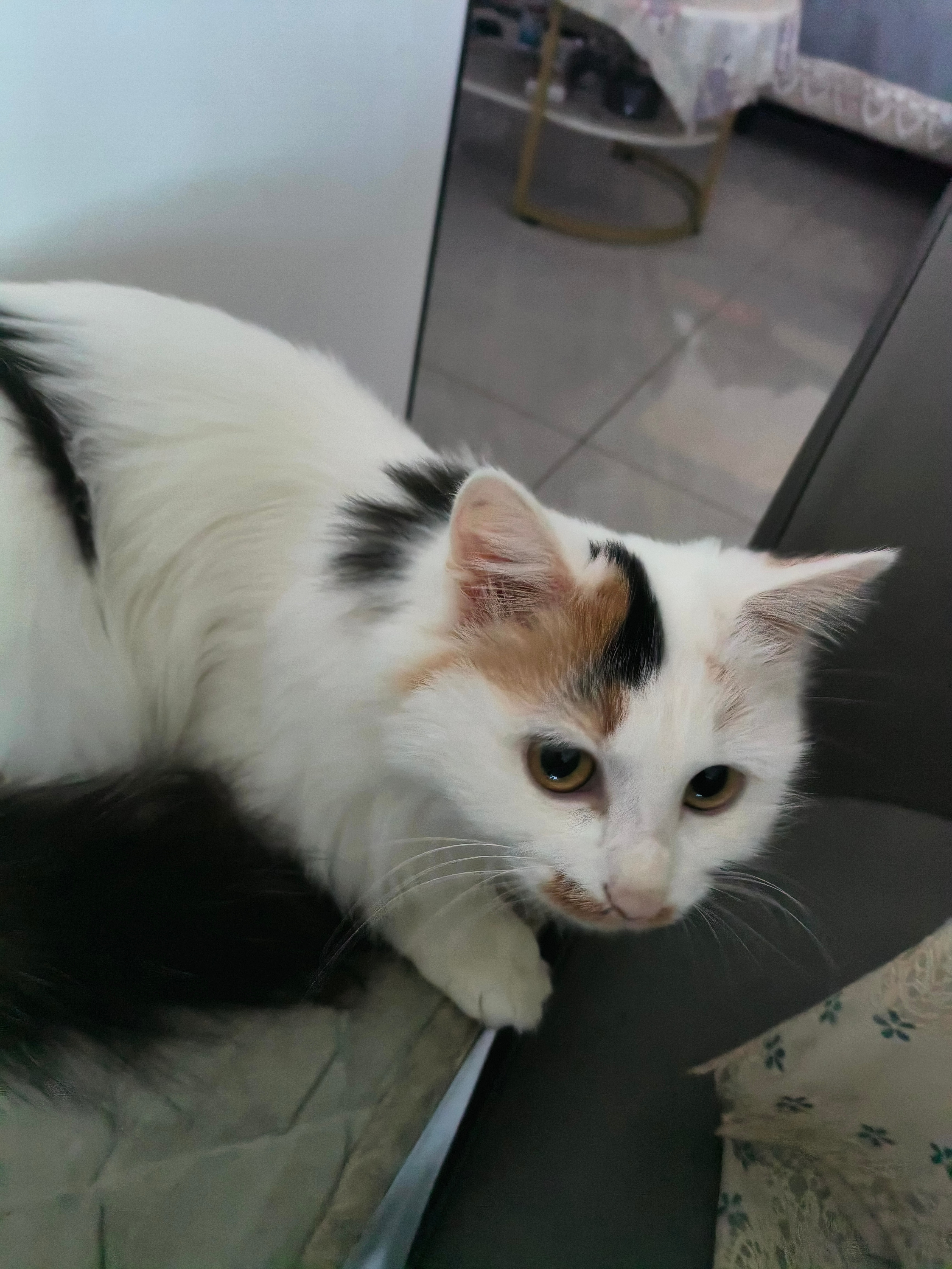 猫咪晚安啦我的喵咪🥰！今天实在是累了，就不给我玩了，晚安！！！喵咪猫这猫条