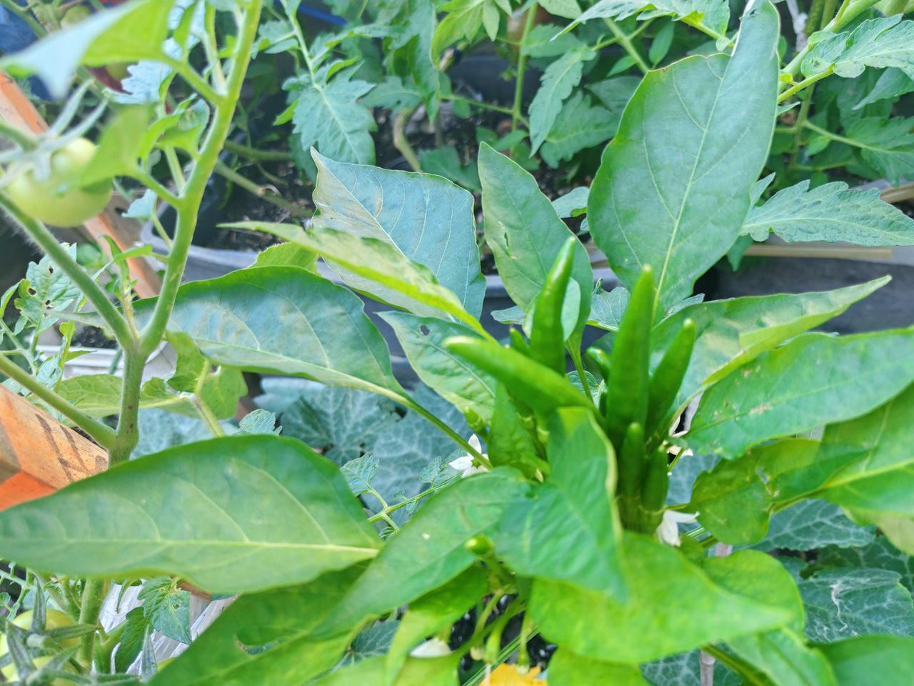 我和老伴盆栽，种了三年蔬菜了！奇怪的是：我们种的各种蔬菜，从来没发现生虫子。
