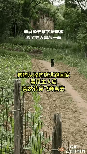 主人把养了五六年的狗狗200元钱卖给了狗肉馆，九死一生狗狗从狗肉馆逃了出来。步行