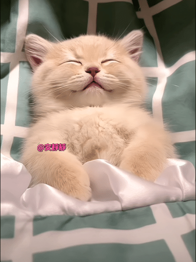 睡觉觉还在吧唧嘴